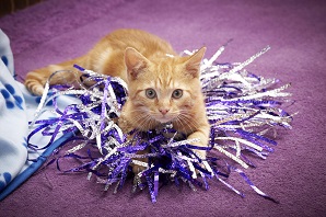 A ginger cat lying on tinsel