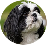 Shih Tzu img