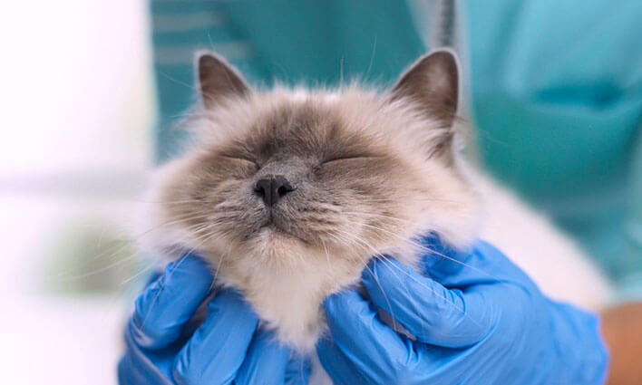 Pet dental cover for illnesses and injuries