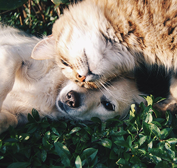 cat and dog cuddling together