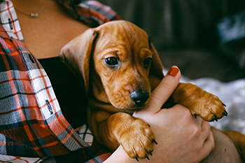 Pet insurance to help cover your puppy's vet bills